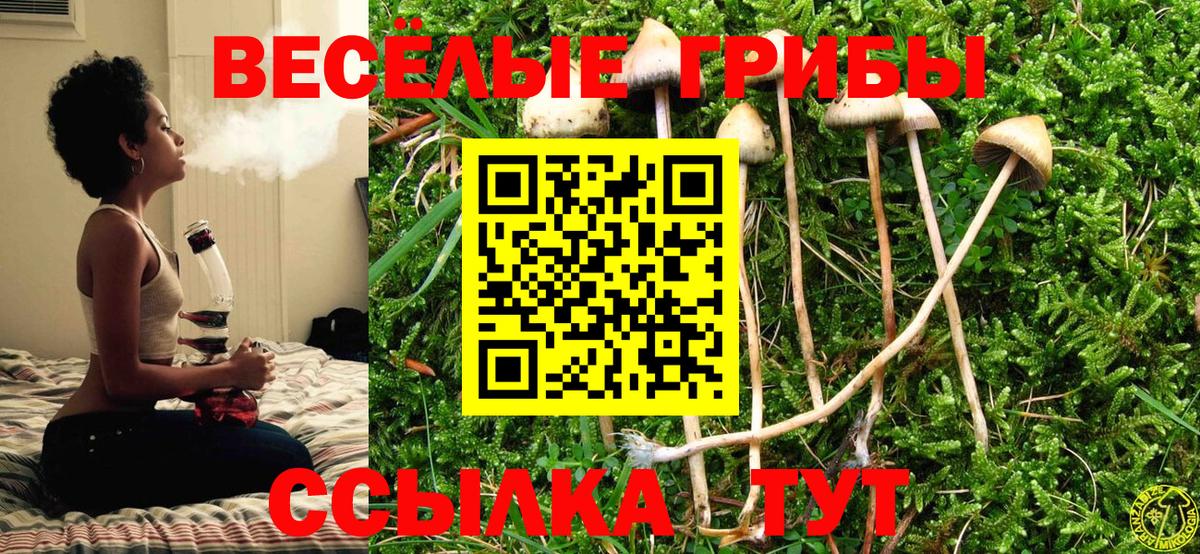 Богданович  Галлюциногенные грибы MAGIC MUSHROOMS  Вход с VPN 