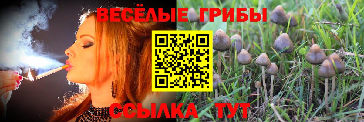 Псилоцибиновые грибы мицелий Богданович
